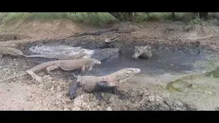 Hungry dragons try to attack buffalo in the water hole