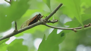 Not hearing cicadas in your neighborhood? Here's why that might be
