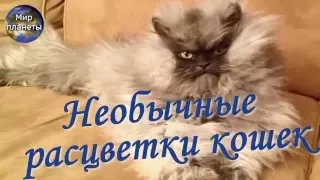 Необычные расцветки кошек