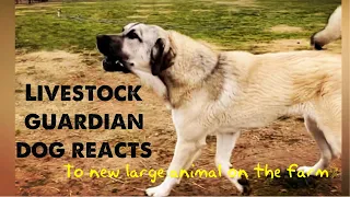 Our 9 month old livestock guardian dog reacts to a new large animal on the farm.