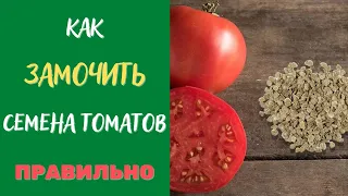 Лучший способ замачивания семян томатов перед посадкой!