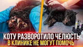 Коту засунули петарду в пасть!? Разнесло челюсть, сказали только усыпить, но мы попытали шанс🙏