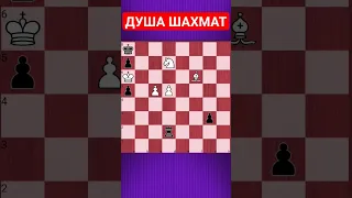 💥ДУША ШАХМАТ #chesspuzzle #шахматныезадачи #шахматы #chess