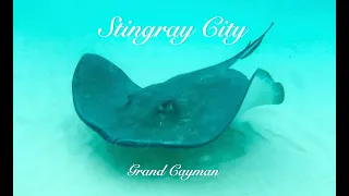 Stingray City, Grand Cayman