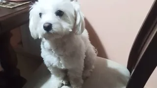 girl or boy? who did you choose? -  Moments from the life of a cute Maltese dog