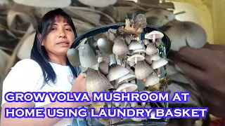 MUSHROOM SA LAUNDRY BASKET PAANO MAGPATUBO! | VOLVARIELLA MUSHROOMS!