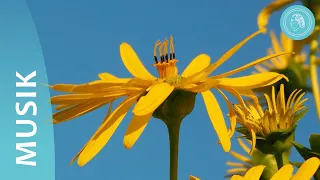 Spring Awakening - Orchestral Music and Nature Photos - by Bruno Gröning Friends