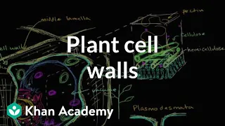 Plant cell walls | Structure of a cell | Biology | Khan Academy