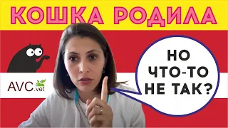 Кошка родила, но что-то не так? Советы ветеринарного врача!