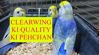 HOW TO IDENTIFY CLEARWING QUALITY part 2 || CLEARWING RAINBOW KI PEHCHAN