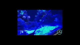 Aquarium Algae Scraper Fish Tank Cleaner Stainless Steel Blade With Brush to Remove Algae Remover