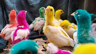 Catch Cute Chickens, Colorful Chickens, Rainbow Chicken, Rabbits, Cute Cats, Ducks, Animals Cute #9