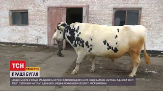 Доля биків-запліднювачів: як в Україні утримують цих племінних тварин
