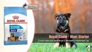 Сухой корм для щенков до 2 месяцев и кормящих сук крупных пород · Royal Canin Maxi Starter