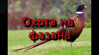 Охота в Крыму на фазана
