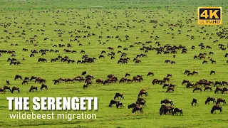 The Serengeti National Park Documentary – Wildebeest Migration | Amazement