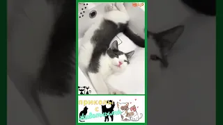 приколы с котами , милые коты и собаки  #shorts #cat #tiktok #dogs