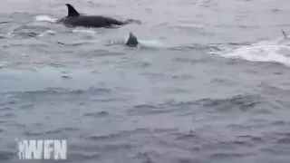 Killer Whales Attacking a Blue Whale.