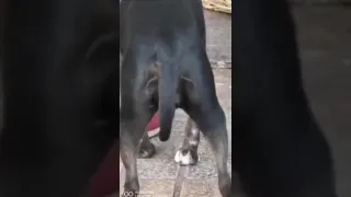 Ce chien n'aime pas du tout quand son propriétaire va à la boucherie (Chine)