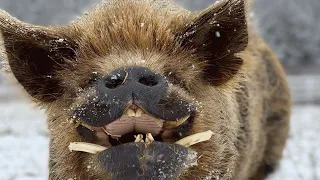 School kids teased this pig. Now, he's in a loving home