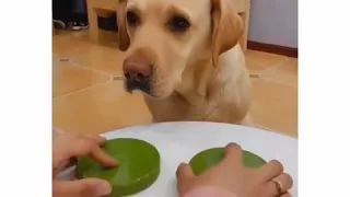 Adorable Dog Reaction to Magic Trick. Funny Dog Reacts