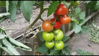 Амина ф1 томат. Юксел Тохум турецкий сорт томата