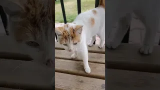 Sevimli Kedi dostlar, 🐱🐱🐱, cute cats videos
