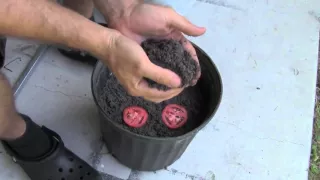 La technique la plus simple pour faire pousser ses plants de tomates