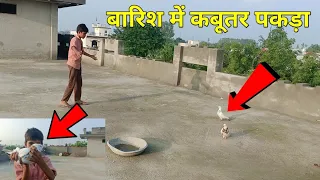 बारिश में बहुत ही चालाक कबूतर पकड़ा !! try to catch pigeons