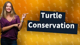 What is the message about turtles?