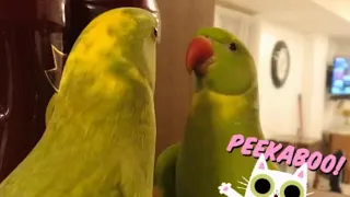 Cute talking parrot being silly before bedtime - Ricco the green pied Indian Ringneck parrot