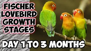 Lovebird Growth Stages Day 1 to 3 Months #lovebird #babytoadult #daybyday #growthstages