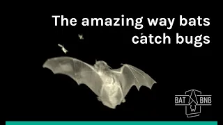 How do bats catch bugs?