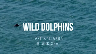 Free wild dolphins swimming in the Black Sea at Cape Kaliakra