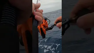 Strange catch on lure !!!