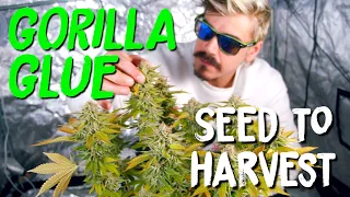 Gorilla Glue Seed to Harvest Grow Journal from Seedstockers | GG#4 Strain Review | Home Grow TV