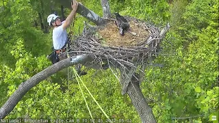 NADC Nest - DC9 Banding (Retrieval and Return) and Parent Return/Feeding - 5/2/22