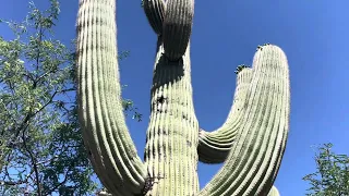 🌵Saguaro of the Day🌵: JUST STOP 😥 YOU'RE EMBARRASSING YOURSELF! 😳🤦🏼‍♀️ { Near Interstate 19 🚗 }