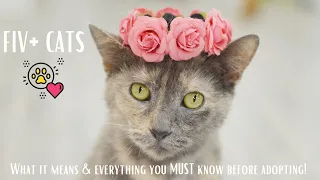 FIV Positive Cats?!? Everything You NEED to Know Before Adopting!