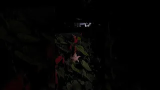 Time lapse of Moonflower blooming - very short