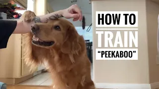 How to train your dog “peekaboo”