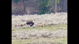 Wolves Hunting Bison