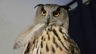 A portion of evening UHOO at the request of subscribers. Yoll the eagle-owl says "UHOO" and "mimimi"