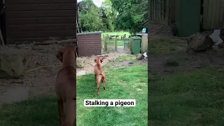 Hungarian Vizsla dog puppy at 8 month stalking pointing a pigeon