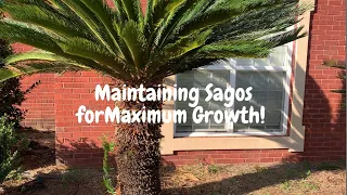 Maintaining Your Sago Palms for Optimum Growth