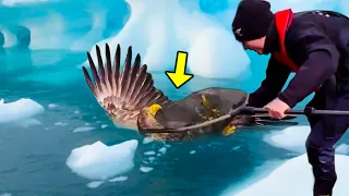 Ein Mann rettete einen ertrinkenden Adler vor dem Sterben. Unglaublich, wie er es ihm gedankt hat!