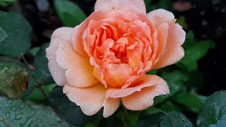 Rose Dame Judi Dench  bloom in October