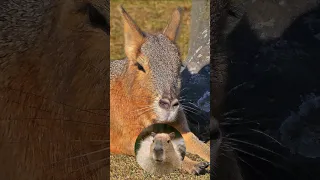 Необычный родственник капибары🍀 Патагонский Заяц