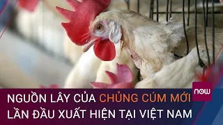 Nguồn lây của chủng cúm A/H5N8 mới, lần đầu xuất hiện tại Việt Nam | VTC Now