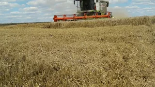 Pszenica 2017 Claas Lexion 580 I Ursus C-360